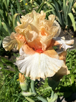 Ирис «Санта (Santa)»